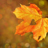Autum Season - Gicamscents