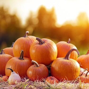 Pumpkin Season - Gicamscents
